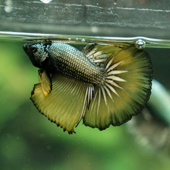 Black Copper Halfmoon - 10 weeks old