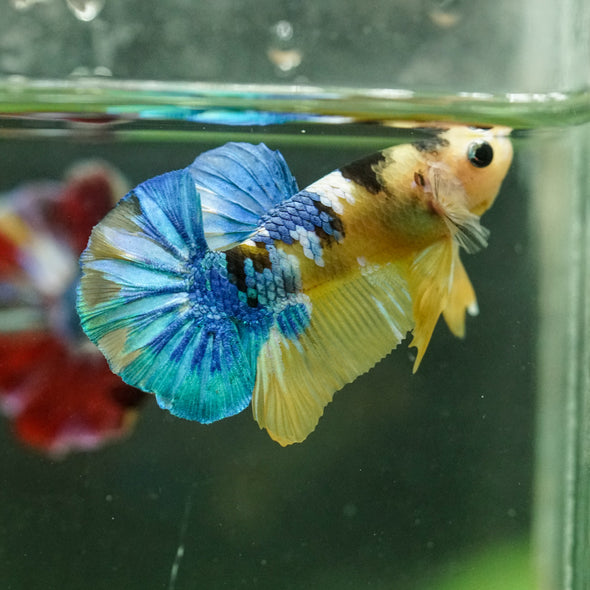 Multicolor/Galaxy Koi Plakat -16 weeks Old