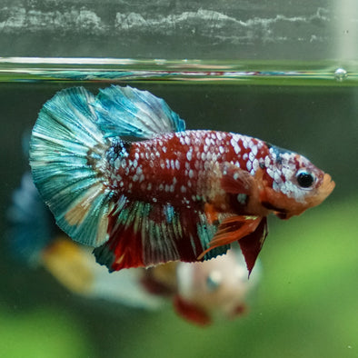 Multicolor/Galaxy Koi Plakat -11 weeks Old