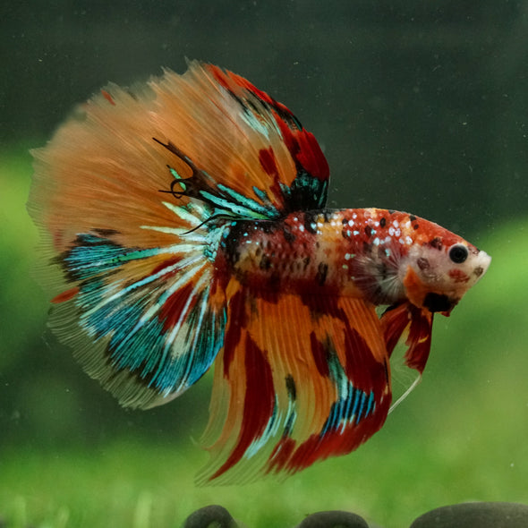 Galaxy/Candy Koi Halfmoon - 14 weeks old