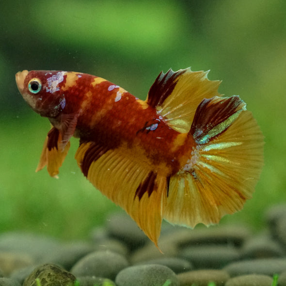 Multicolor/Galaxy Koi Plakat -13 weeks Old