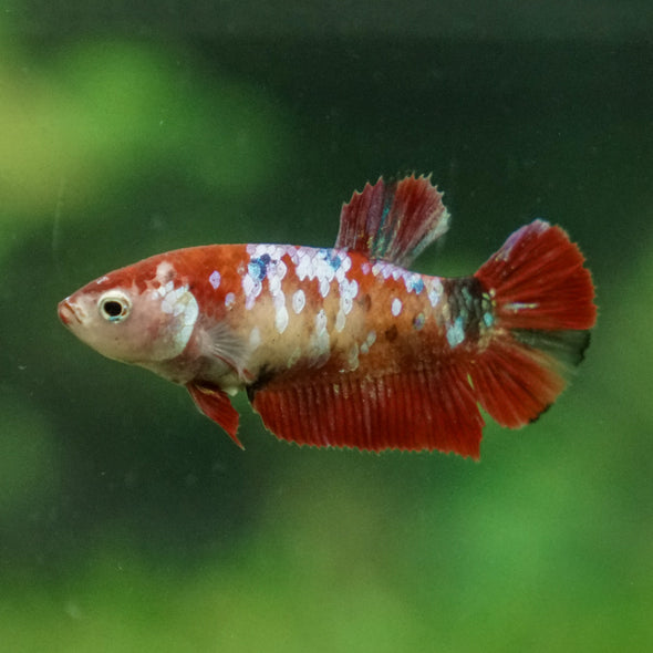 Multicolor/ Galaxy Koi Plakat- Female- 13 Weeks Old