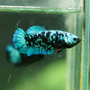 Black Galaxy Koi Plakat (Avatar) - Female- 13 Weeks Old