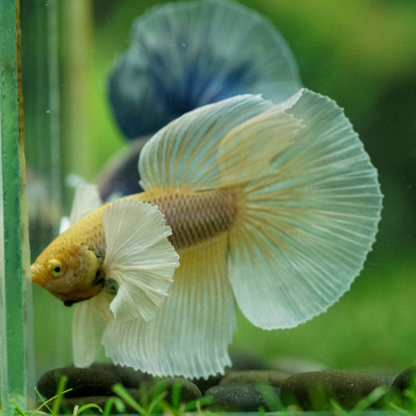 Dumbo Halfmoon - 11 weeks old