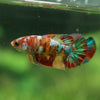 Multicolor/ Galaxy Koi Plakat - Female- 13 Weeks Old