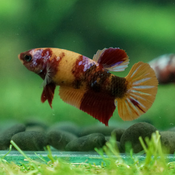 Multicolor/ Galaxy Koi Plakat - Female- 13 Weeks Old