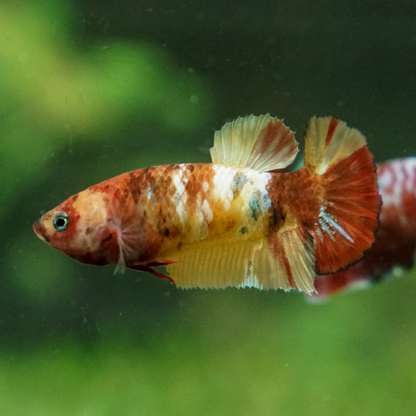 Multicolor/ Galaxy Koi Plakat - Female- 13 Weeks Old