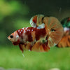 Multicolor/Galaxy Koi Plakat -16 weeks Old