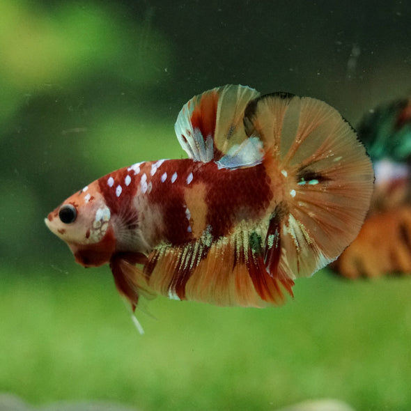 Multicolor/Galaxy Koi Plakat -16 weeks Old