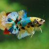 Multicolor/Galaxy Koi Plakat -16 weeks Old