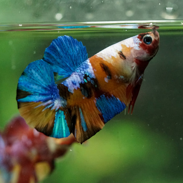 Multicolor/Galaxy Koi Plakat -16 weeks Old