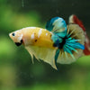 Multicolor/Galaxy Koi Plakat -16 weeks Old