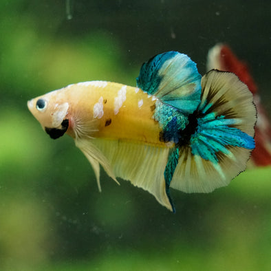 Multicolor/Galaxy Koi Plakat -16 weeks Old