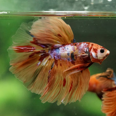 Galaxy/Candy Koi Halfmoon - 14 weeks old