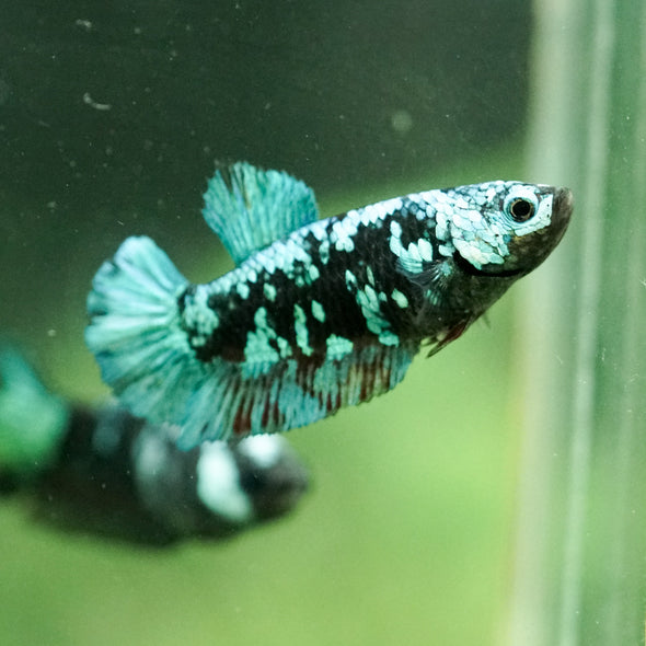 Black Galaxy Koi Plakat (Avatar) - Female- 13 Weeks Old