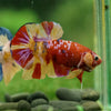 Multicolor/Galaxy Koi Plakat -16 weeks Old