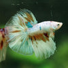Galaxy/Candy Koi Halfmoon - 14 weeks old