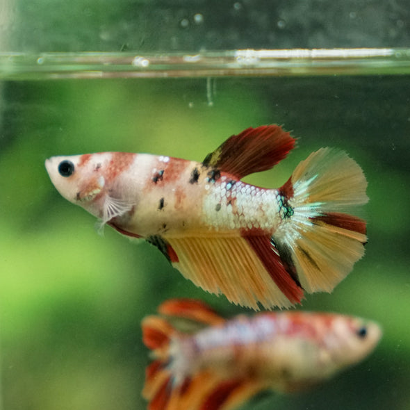 Multicolor/ Galaxy Koi Halfmoon- Female- 13 Weeks Old