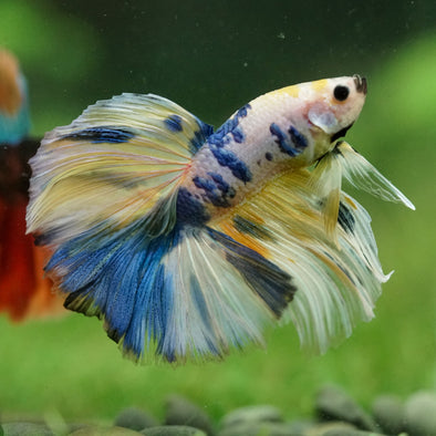 Galaxy/Candy Koi Halfmoon - 14 weeks old