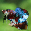 Multicolor/Galaxy Koi Plakat -16 weeks Old