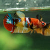 Multicolor/ Galaxy Koi Plakat- Female- 13 Weeks Old