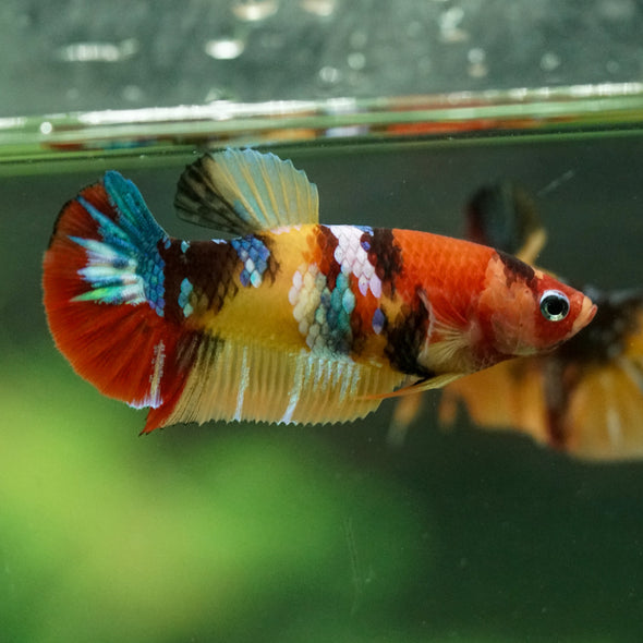 Multicolor/ Galaxy Koi Plakat- Female- 13 Weeks Old