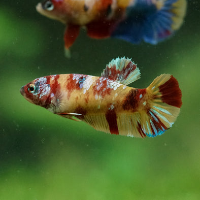 Multicolor/ Galaxy Koi Plakat- Female- 13 Weeks Old