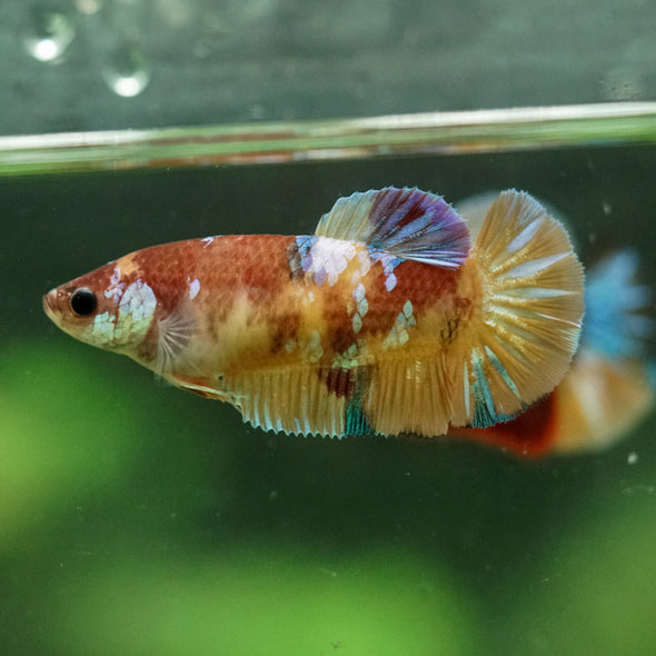 Multicolor/ Galaxy Koi Plakat- Female- 13 Weeks Old