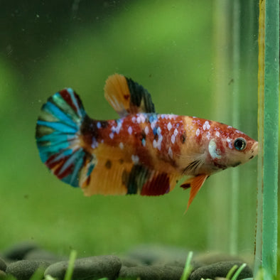Multicolor/ Galaxy Koi Plakat- Female- 13 Weeks Old