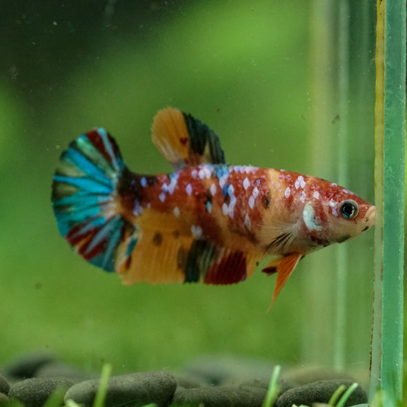 Multicolor/ Galaxy Koi Plakat- Female- 13 Weeks Old