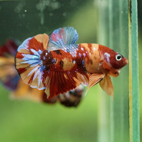 Multicolor/Galaxy Koi Plakat -16 weeks Old