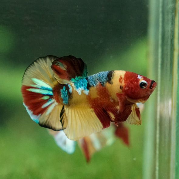 Multicolor/Galaxy Koi Plakat -11 weeks Old