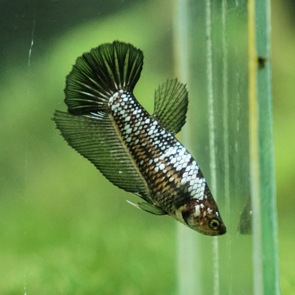 Black Samurai Halfmoon- Female- 14 Weeks Old