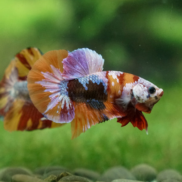 Galaxy Koi Plakat - Male