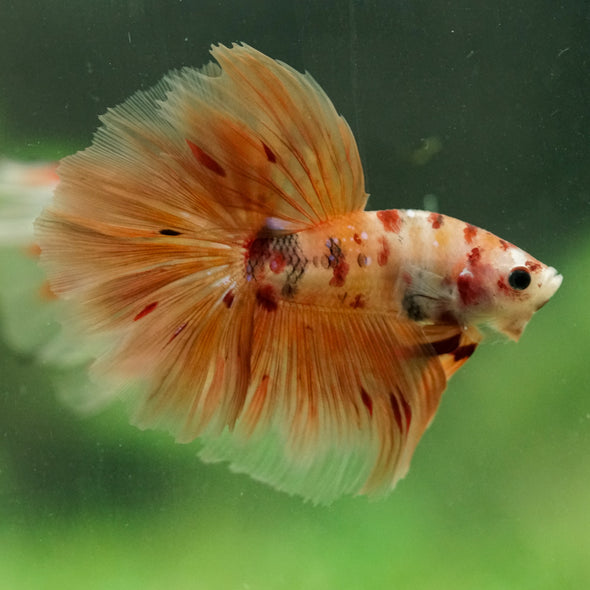 Galaxy/Candy Koi Halfmoon - 14 weeks old