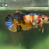Multicolor/ Galaxy Koi Plakat- Female- 13 Weeks Old