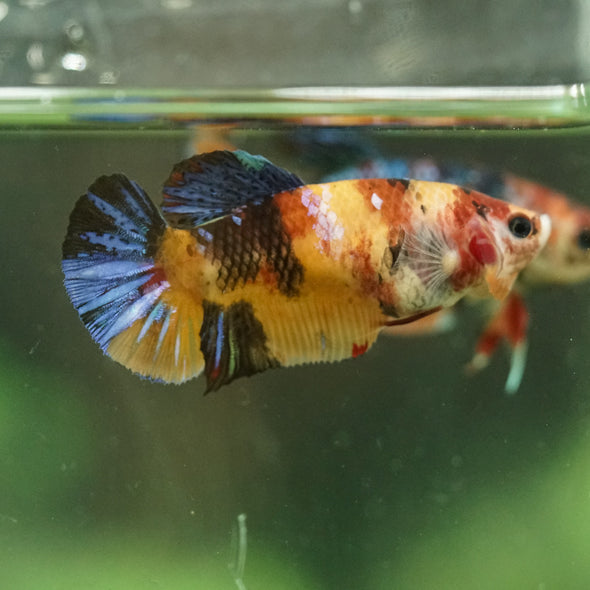 Multicolor/ Galaxy Koi Plakat- Female- 13 Weeks Old