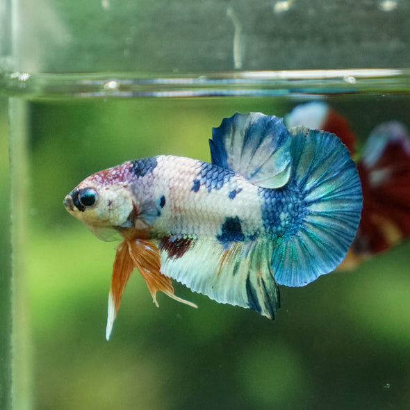 Multicolor/Galaxy Koi Plakat -11 weeks Old