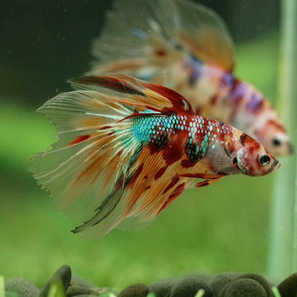 Galaxy/Candy Koi Halfmoon - 14 weeks old