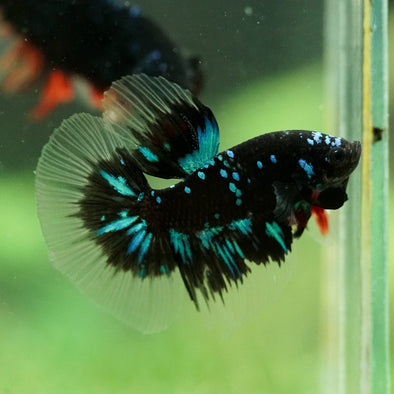 Black Base Galaxy/Candy Koi Halfmoon - 14 weeks old