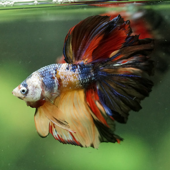 Galaxy/Candy Koi Halfmoon - 14 weeks old