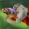 Galaxy/Candy Koi Halfmoon - 14 weeks old