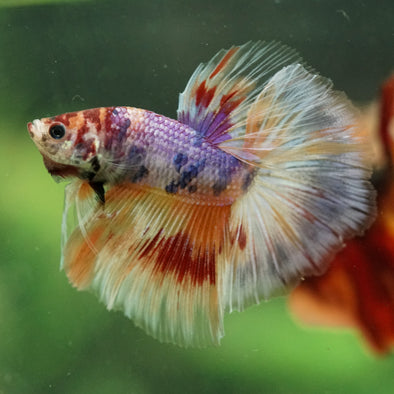 Galaxy/Candy Koi Halfmoon - 14 weeks old