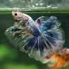 Galaxy/Candy Koi Halfmoon - 14 weeks old