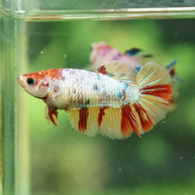 Multicolor/ Galaxy Koi Halfmoon - Female- 13 Weeks Old