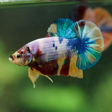 Multicolor/Galaxy Koi Plakat -16 weeks Old