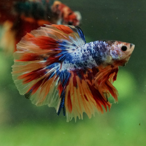 Galaxy/Candy Koi Halfmoon - 13 weeks old