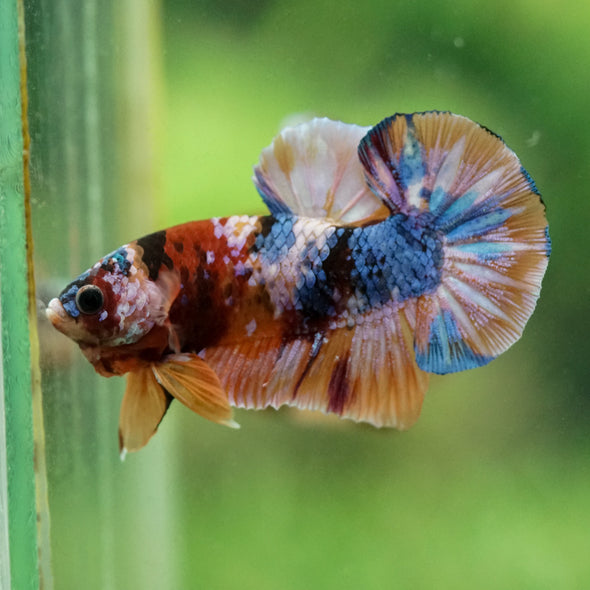 Multicolor/Galaxy Koi Plakat -16 weeks Old