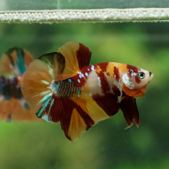 Multicolor/Galaxy Koi Plakat -13 weeks Old