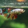 Multicolor/ Galaxy Koi Halfmoon- Female- 13 Weeks Old